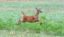 Deer_5296