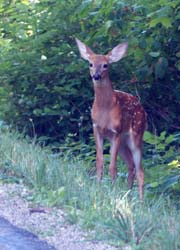 Deer_6840_2a_Fawn