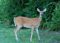 Deer_7338