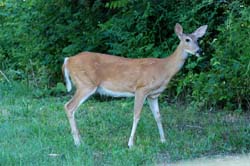 Deer_7340