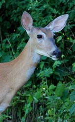 Deer_7340_Portrait