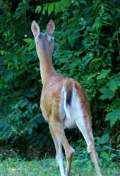 Deer_7342