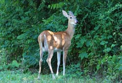 Deer_7345