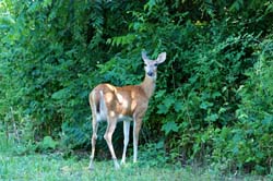 Deer_7346