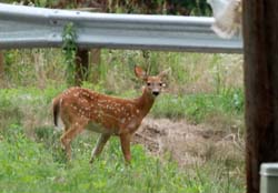 Deer_9059