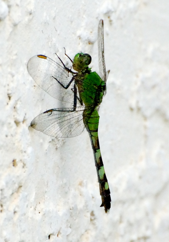 Dragonfly_7044