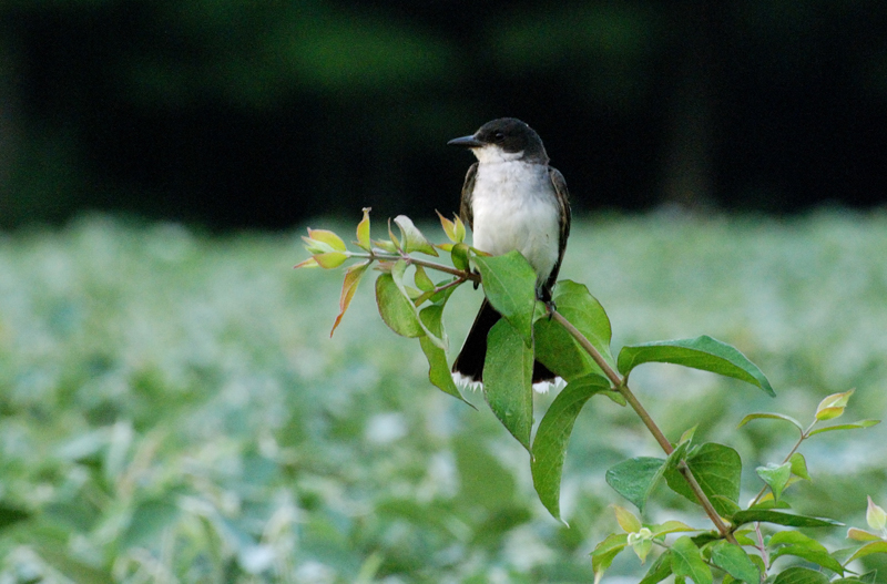 EasternKingbird_1033