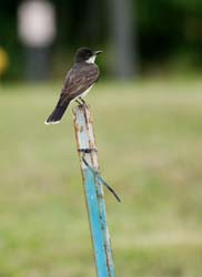 EasternKingbird_0502