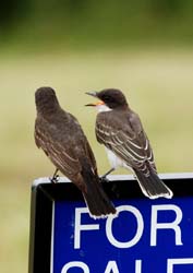 EasternKingbird_0515