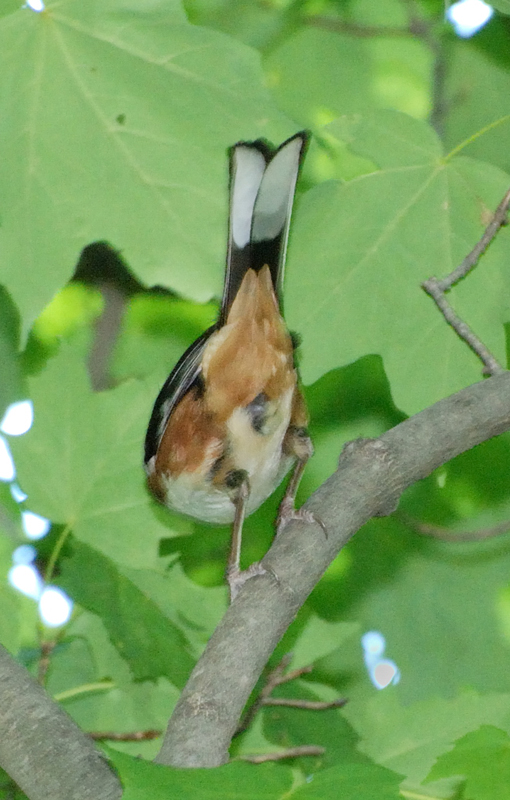 EasternTowhee_7783