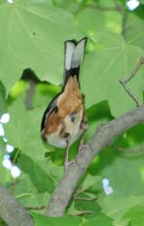 EasternTowhee_7783