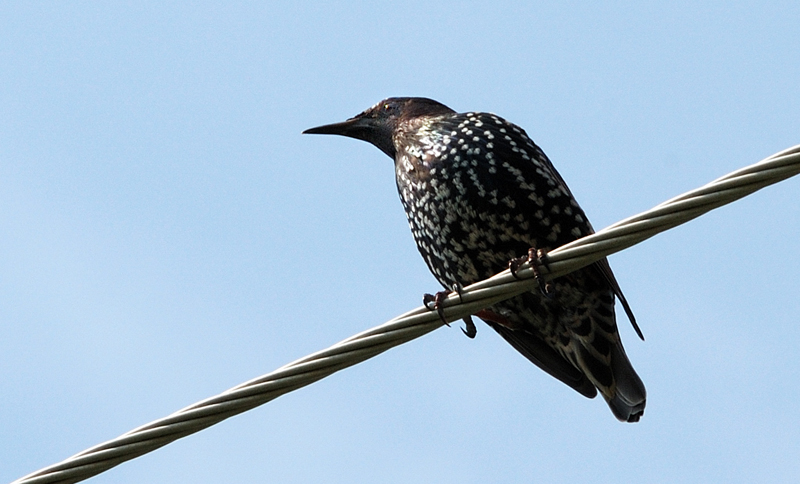 EuropeanStarling_1308