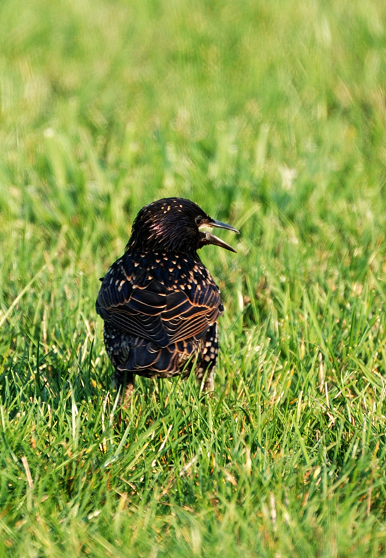 EuropeanStarling_2131