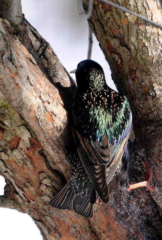 EuropeanStarling_2915