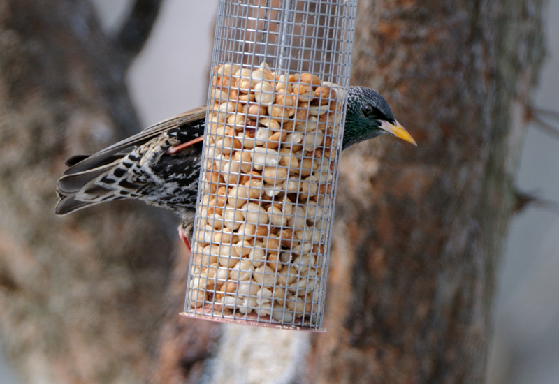 EuropeanStarling_3208