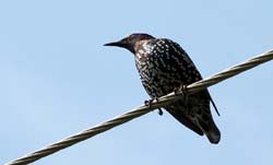 EuropeanStarling_1308