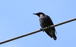 EuropeanStarling_1318