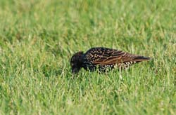 EuropeanStarling_2126