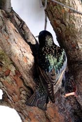 EuropeanStarling_2915