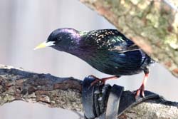 EuropeanStarling_2924