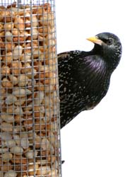 EuropeanStarling_3097