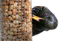 EuropeanStarling_3099