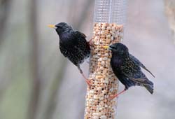 EuropeanStarling_3201