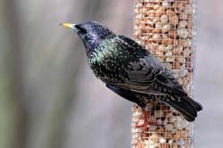 EuropeanStarling_3218