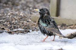 EuropeanStarling_3253