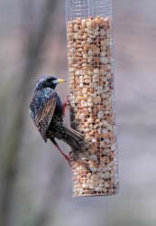 EuropeanStarling_3274