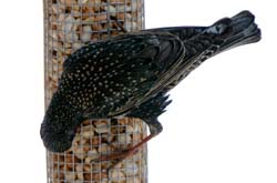 EuropeanStarling_3615