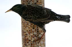 EuropeanStarling_3616