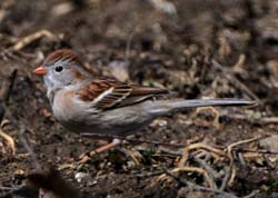 FieldSparrow_4664