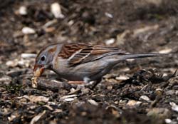 FieldSparrow_4674