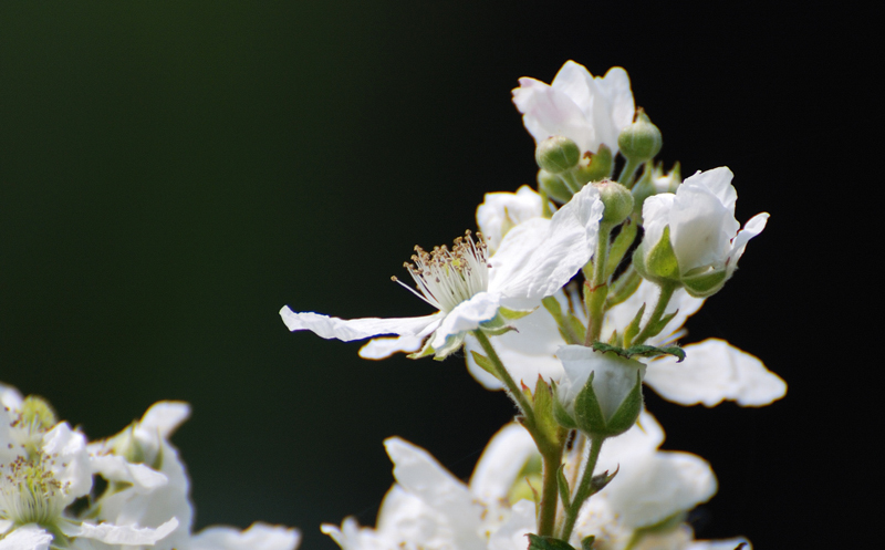 BlackberryFlowers_2859