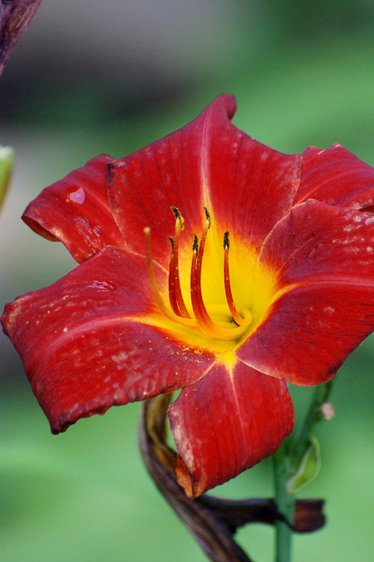 Daylily_7032