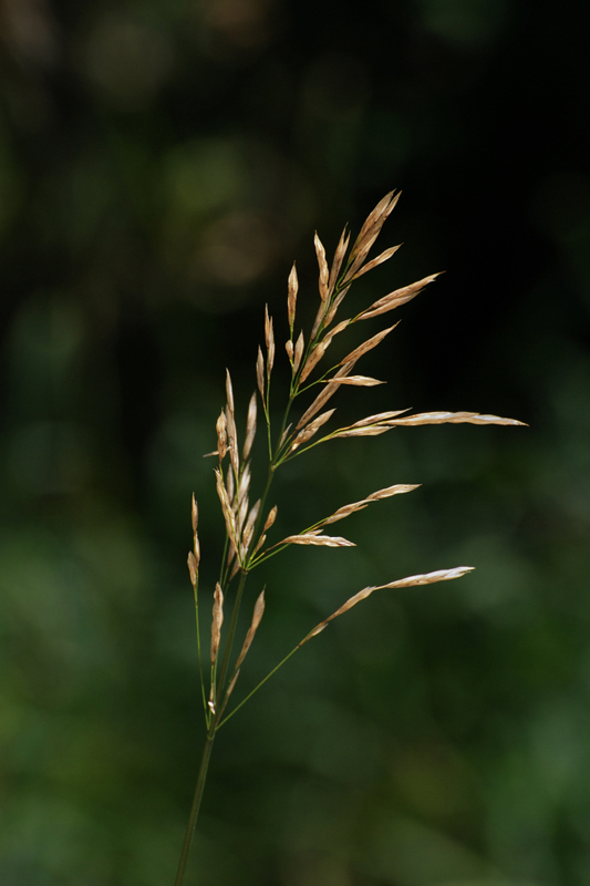 Grass_9354