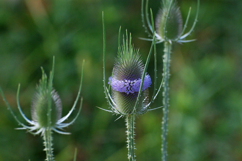 Thistle_7785