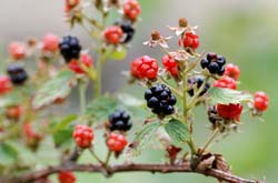 Berries_9005