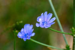 Blue_Flowers_6362