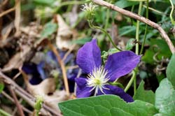 Clematis_6367