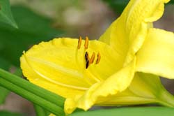 Daylily_9004