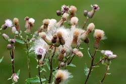 Thistles_6353