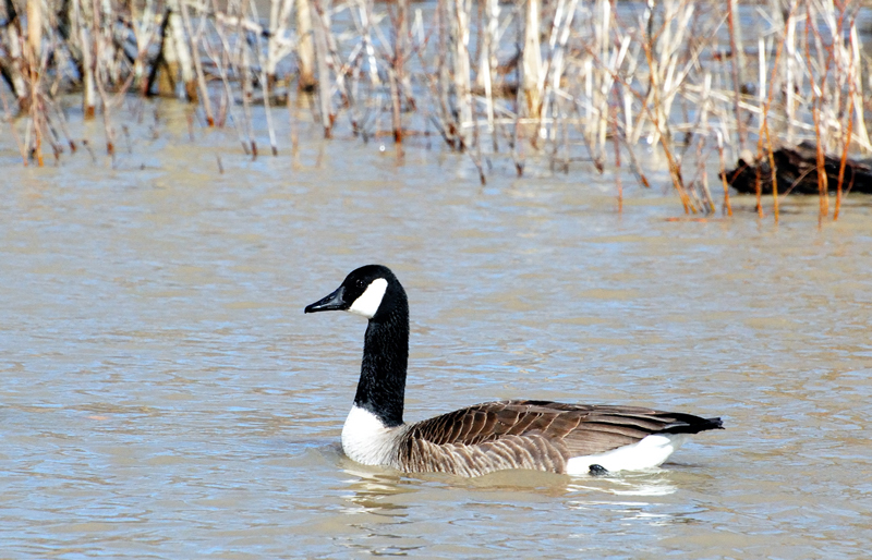 Goose_0488