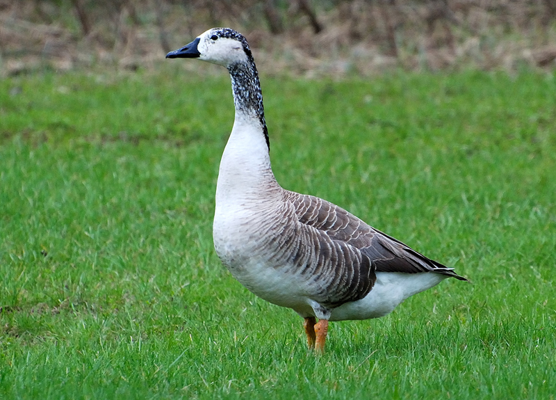 Goose_0991a_OddGoose