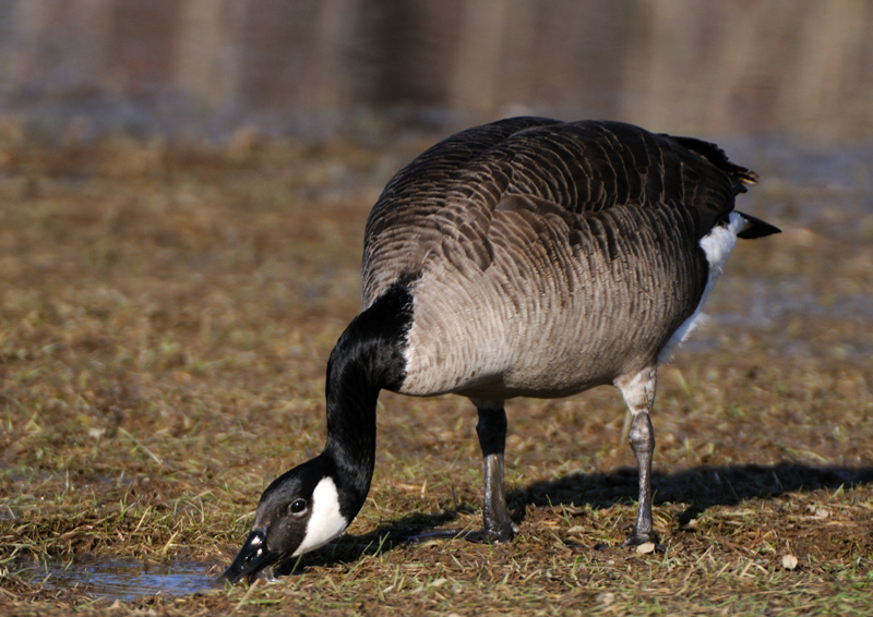 Goose_3751