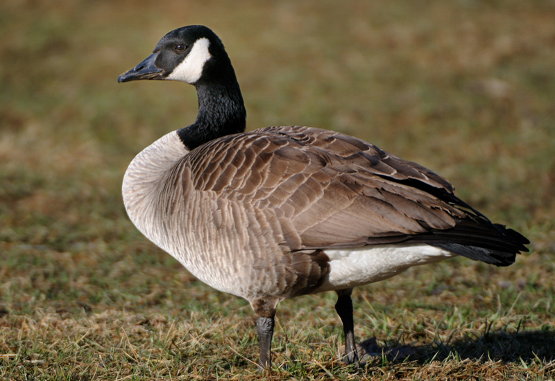 Goose_3753