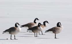 Goose_0493