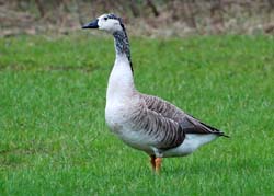 Goose_0991a_OddGoose
