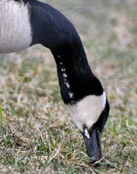 Goose_5864